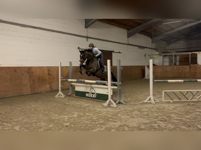 Hannover Castrone 13 Anni 170 cm Baio in Rühen