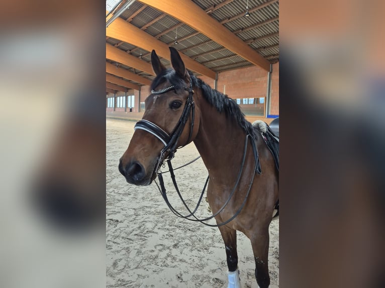Hannover Castrone 13 Anni 170 cm Baio in Marxen
