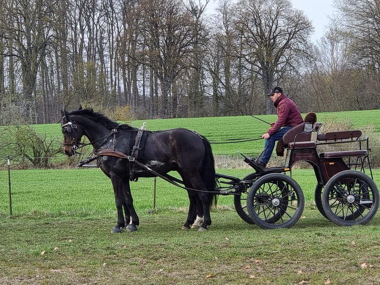 Hannover Castrone 13 Anni 170 cm Baio scuro in Rühn