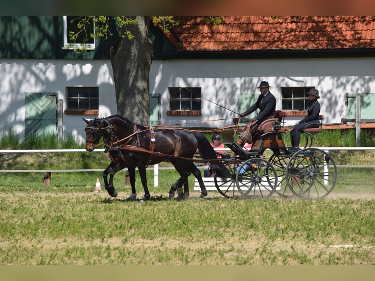 Hannover Castrone 13 Anni 170 cm Baio scuro in Rühn