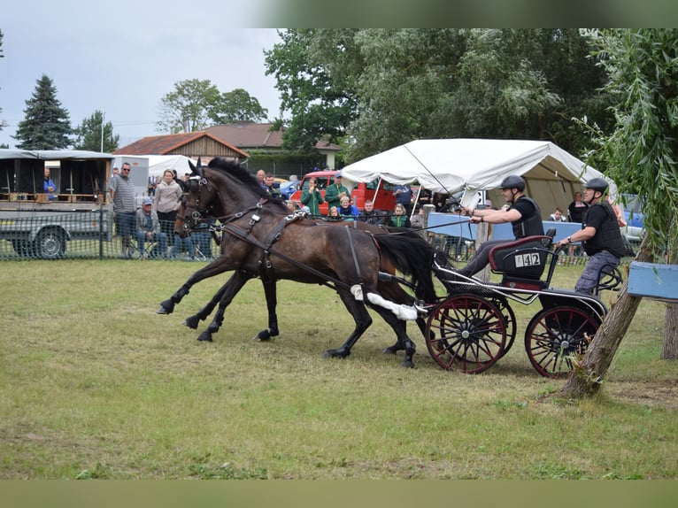 Hannover Castrone 13 Anni 170 cm Baio scuro in Rühn