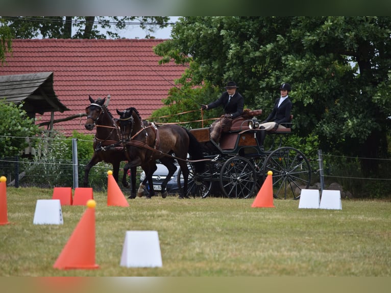 Hannover Castrone 13 Anni 170 cm Baio scuro in Rühn