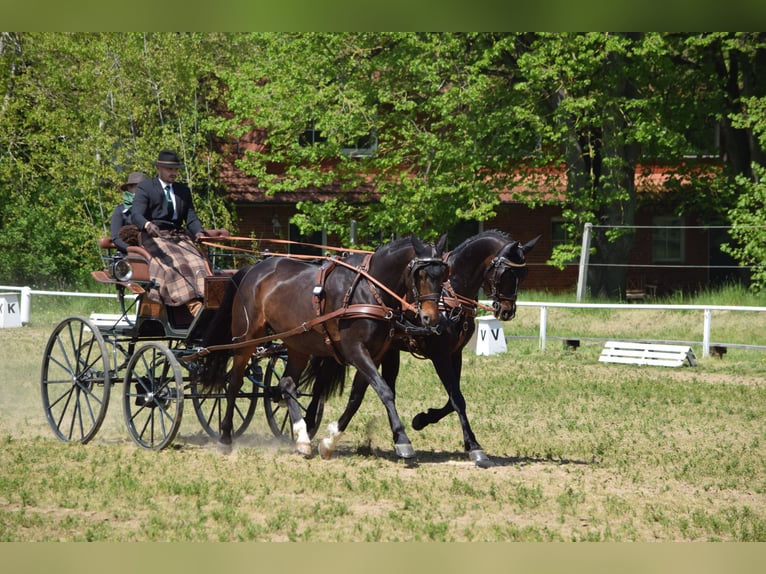 Hannover Castrone 13 Anni 170 cm Baio scuro in Rühn