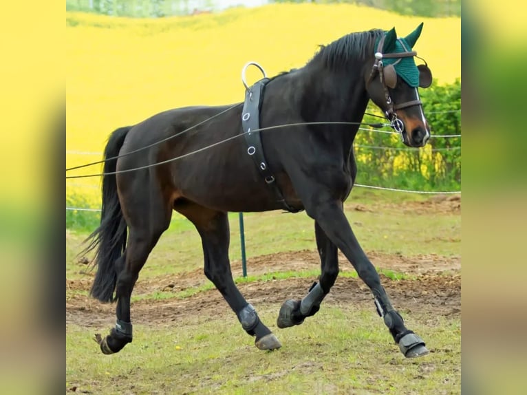 Hannover Castrone 13 Anni 170 cm Baio scuro in Rühn