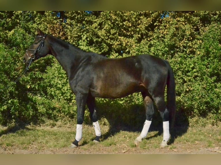 Hannover Castrone 13 Anni 170 cm Baio scuro in Würzburg
