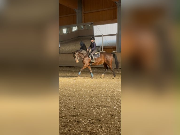 Hannover Castrone 13 Anni 170 cm Baio scuro in Volders