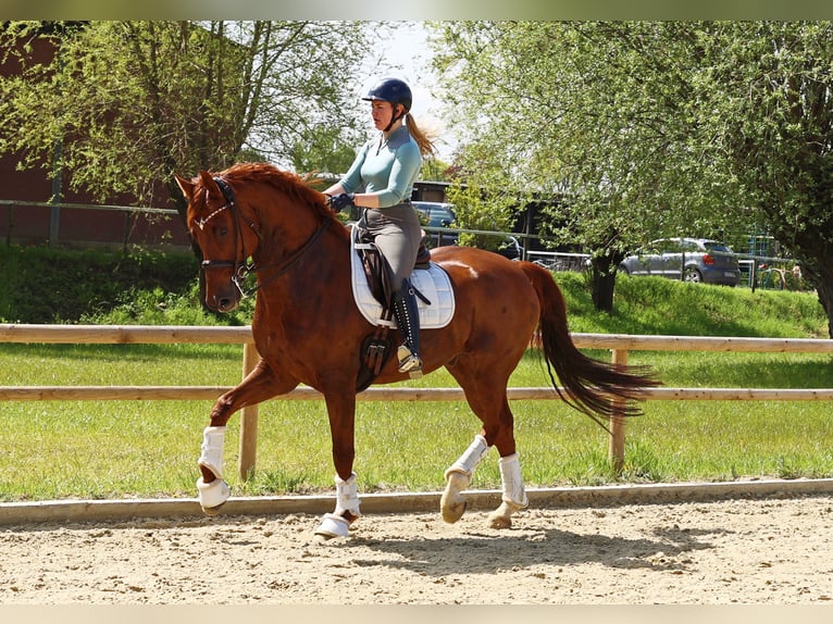 Hannover Castrone 13 Anni 170 cm Sauro in Kempen