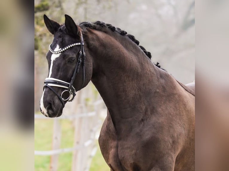 Hannover Castrone 13 Anni 172 cm Baio scuro in Gleichen