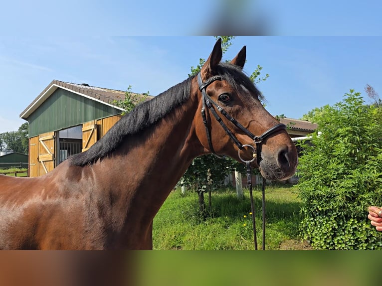 Hannover Castrone 13 Anni 173 cm Baio in Bargstedt-Ohrensen