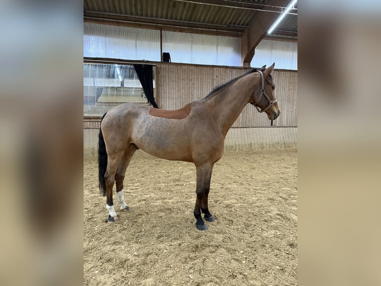 Hannover Castrone 13 Anni 173 cm Baio in Heiligenhaus