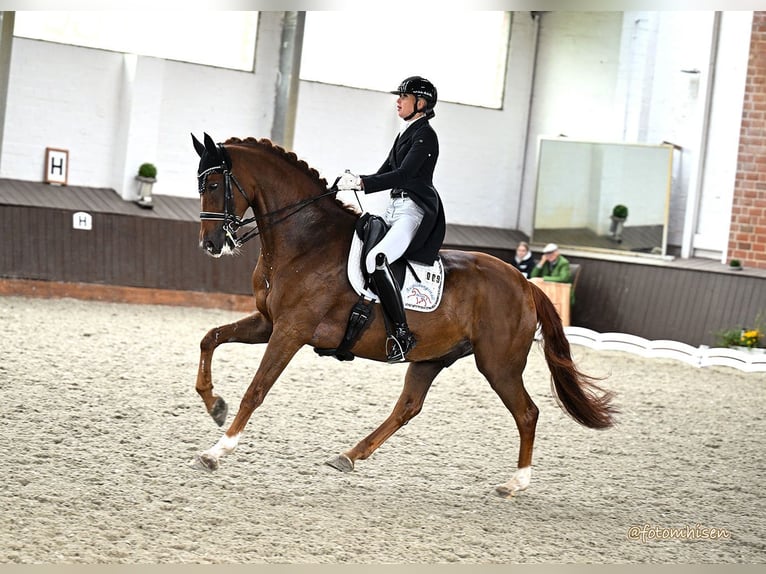 Hannover Castrone 13 Anni 173 cm Sauro in Vechta