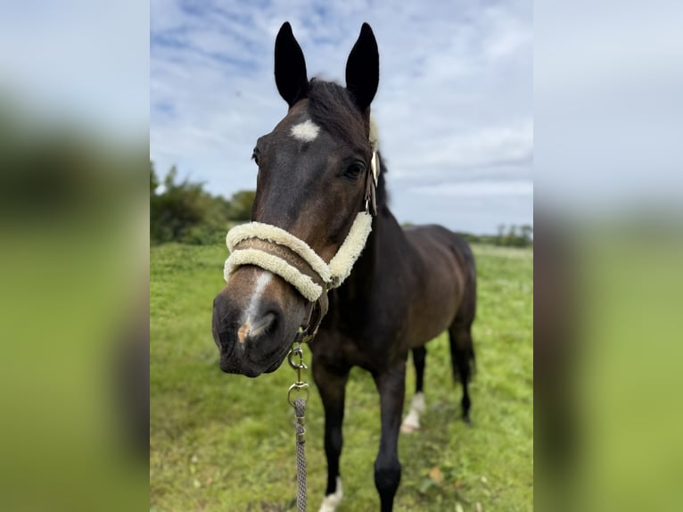 Hannover Castrone 13 Anni 174 cm Baio nero in CuxhavenCuxhaven