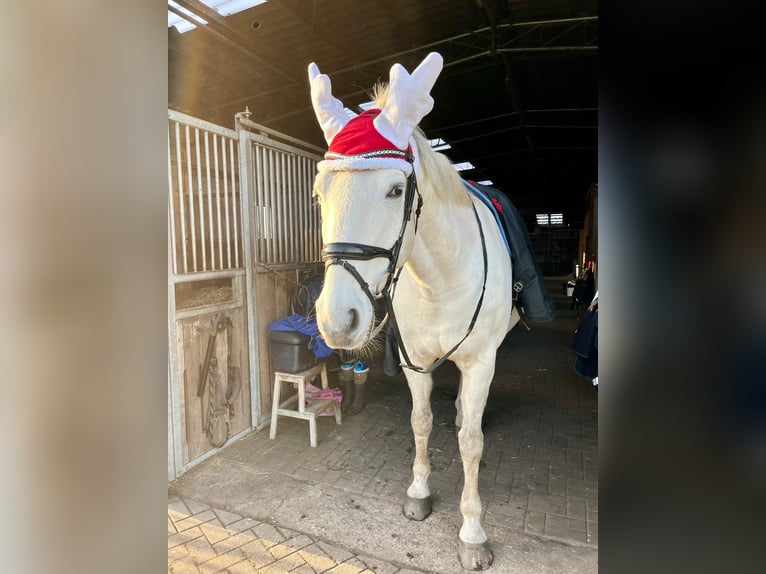 Hannover Castrone 13 Anni 174 cm Grigio in Müden (Aller)