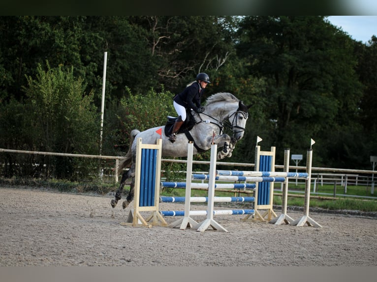 Hannover Castrone 13 Anni 174 cm Grigio in Müden (Aller)