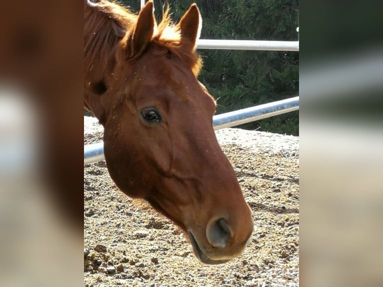 Hannover Castrone 13 Anni 174 cm Sauro in Küsnacht ZH