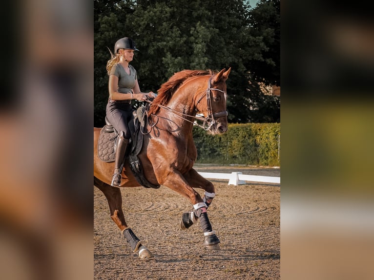 Hannover Castrone 13 Anni 174 cm Sauro scuro in Gilching