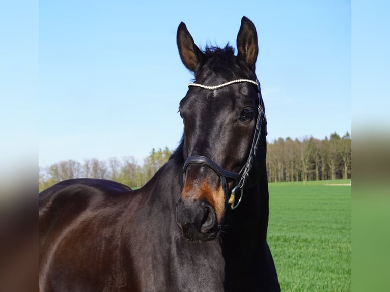 Hannover Castrone 13 Anni 175 cm Baio scuro in Großhennersdorf