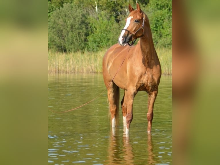 Hannover Mix Castrone 13 Anni 175 cm Sauro in Fürstenwalde/Spree