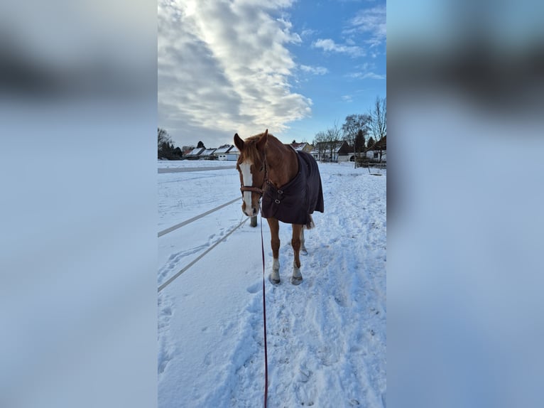 Hannover Mix Castrone 13 Anni 175 cm Sauro in Fürstenwalde/Spree