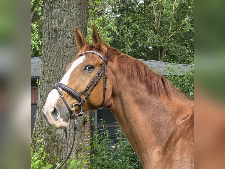 Hannover Castrone 13 Anni 175 cm Sauro in Wachtendonk