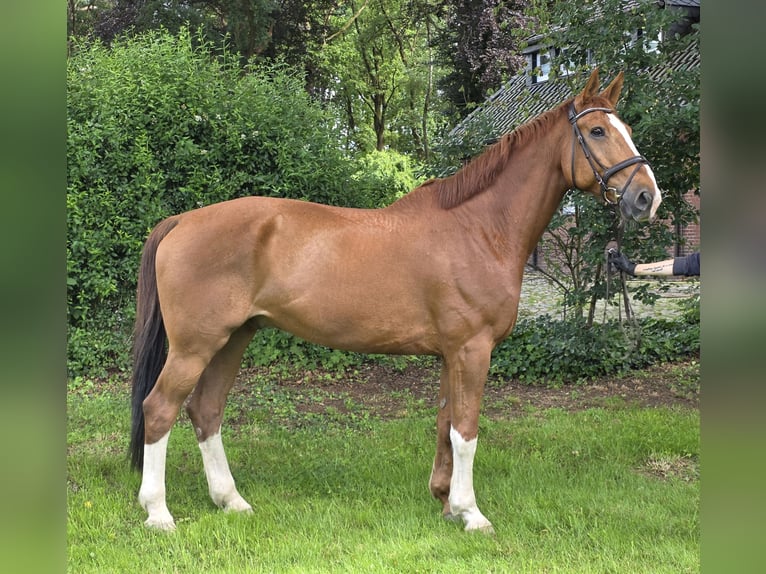Hannover Castrone 13 Anni 175 cm Sauro in Wachtendonk
