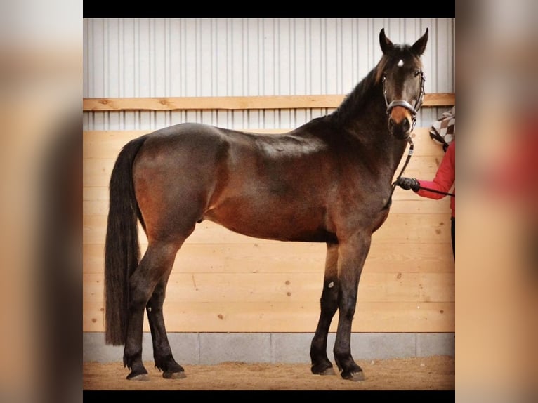 Hannover Mix Castrone 13 Anni 176 cm Baio scuro in Brunsbek