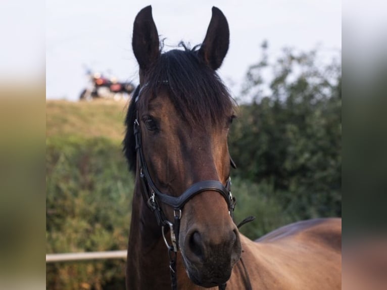 Hannover Mix Castrone 13 Anni 176 cm Baio scuro in Brunsbek