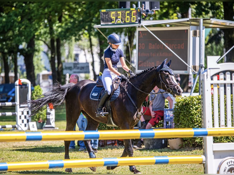 Hannover Castrone 13 Anni 176 cm Morello in Rietberg