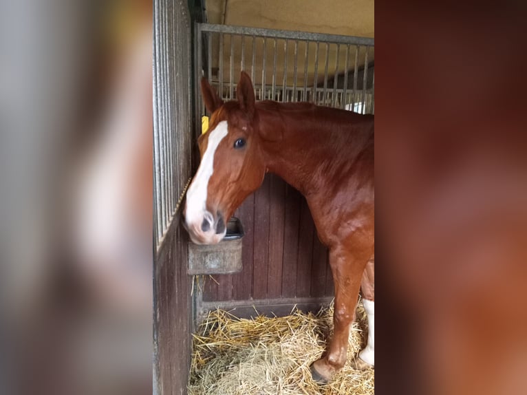 Hannover Castrone 13 Anni 178 cm Sauro in Wülfrath