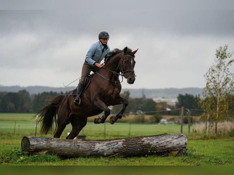 Hannover Castrone 13 Anni 178 cm Sauro scuro in Zolling