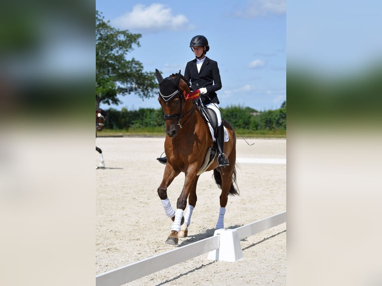 Hannover Castrone 13 Anni 178 cm Sauro scuro in Zolling