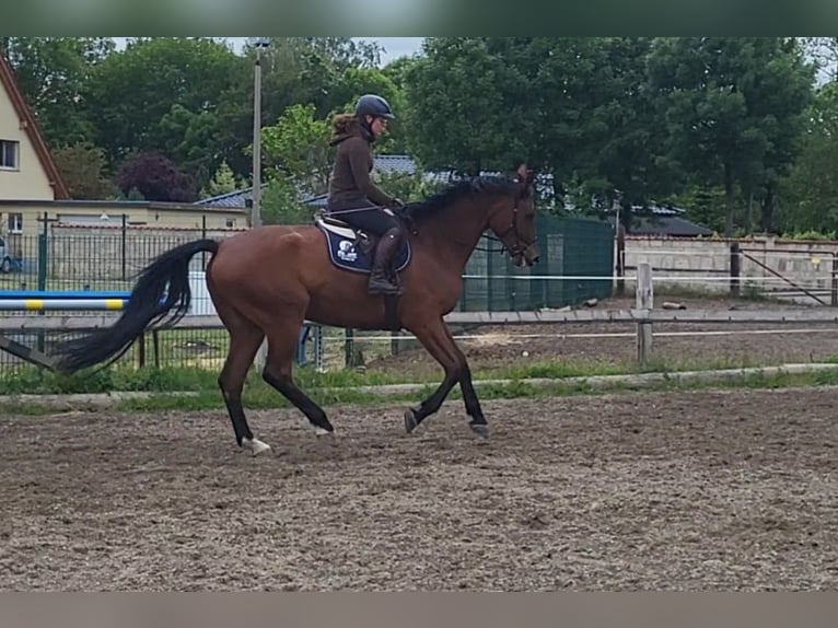 Hannover Castrone 13 Anni 180 cm Baio in Halberstadt