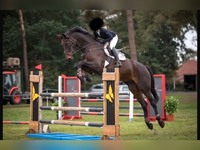 Hannover Castrone 13 Anni 185 cm Baio scuro in Sinsheim