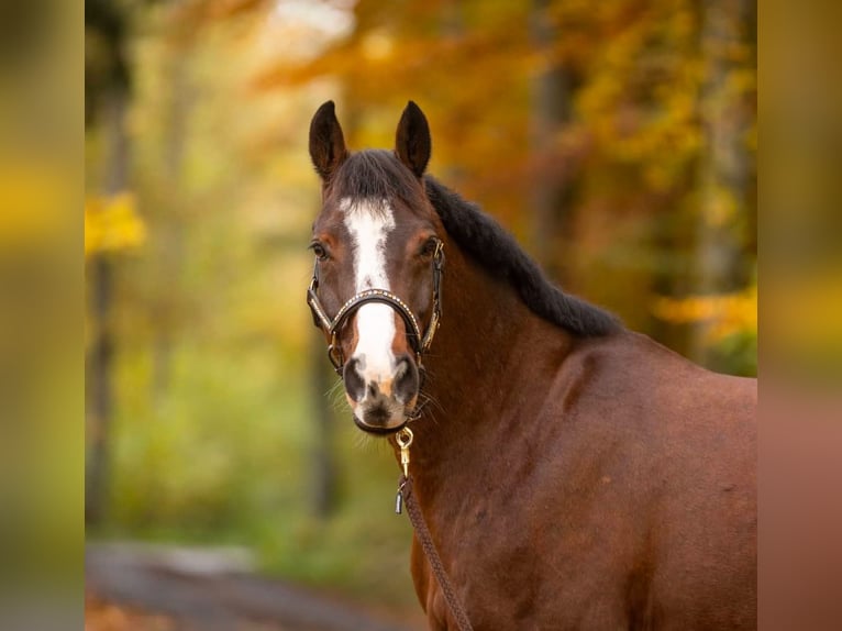 Hannover Castrone 14 Anni 160 cm Baio in Nisterau
