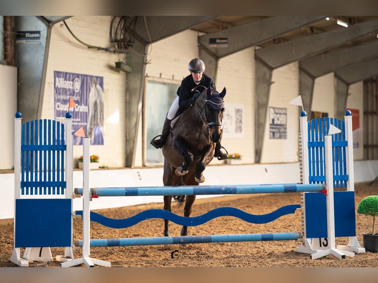 Hannover Castrone 14 Anni 162 cm Baio in Wiefelstede