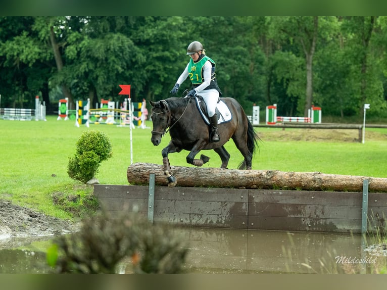 Hannover Castrone 14 Anni 162 cm Baio in Wiefelstede