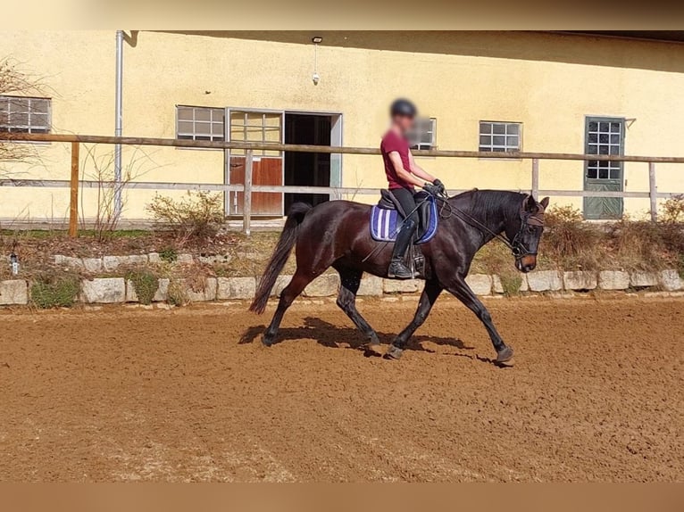 Hannover Castrone 14 Anni 165 cm Baio nero in Oberhaching