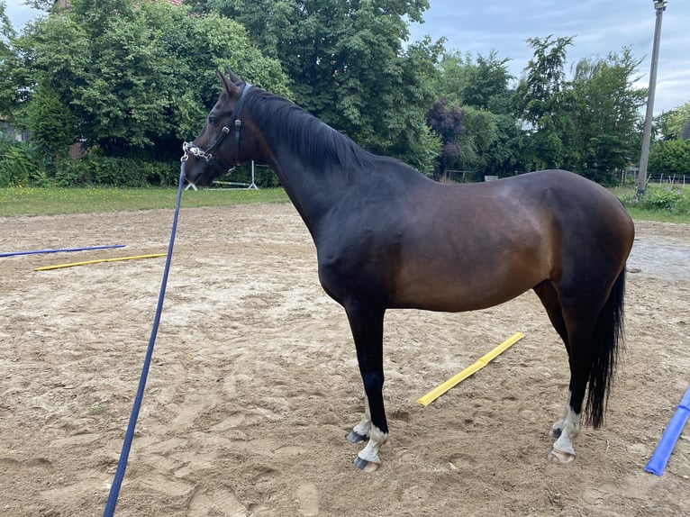 Hannover Castrone 14 Anni 165 cm Baio scuro in Edemissen