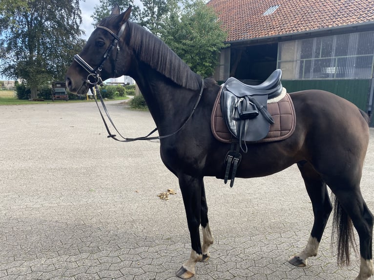 Hannover Castrone 14 Anni 165 cm Baio scuro in Edemissen