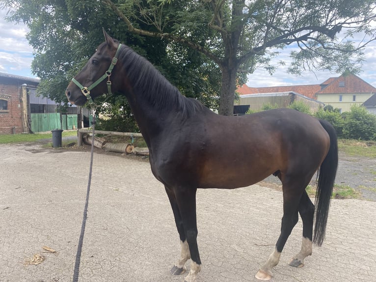 Hannover Castrone 14 Anni 165 cm Baio scuro in Edemissen