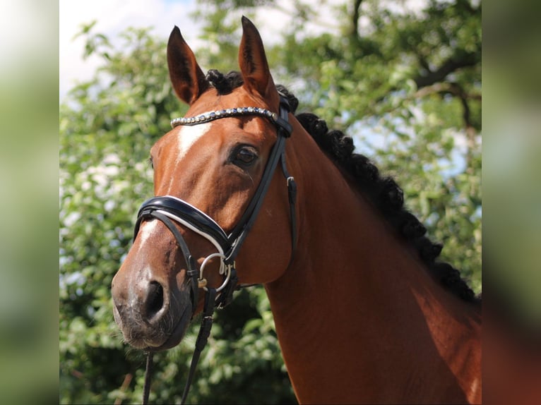 Hannover Castrone 14 Anni 166 cm Baio in Deinstedt