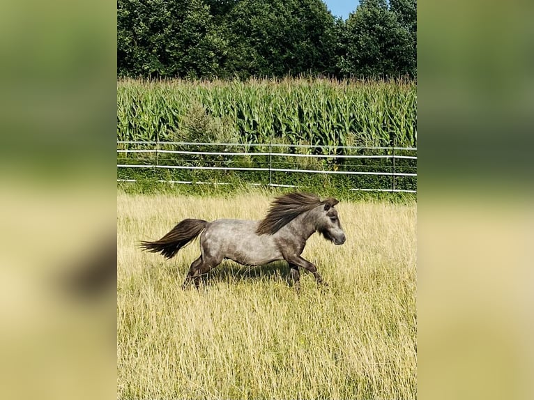 Hannover Castrone 14 Anni 166 cm Morello in WunstorfWunstorf