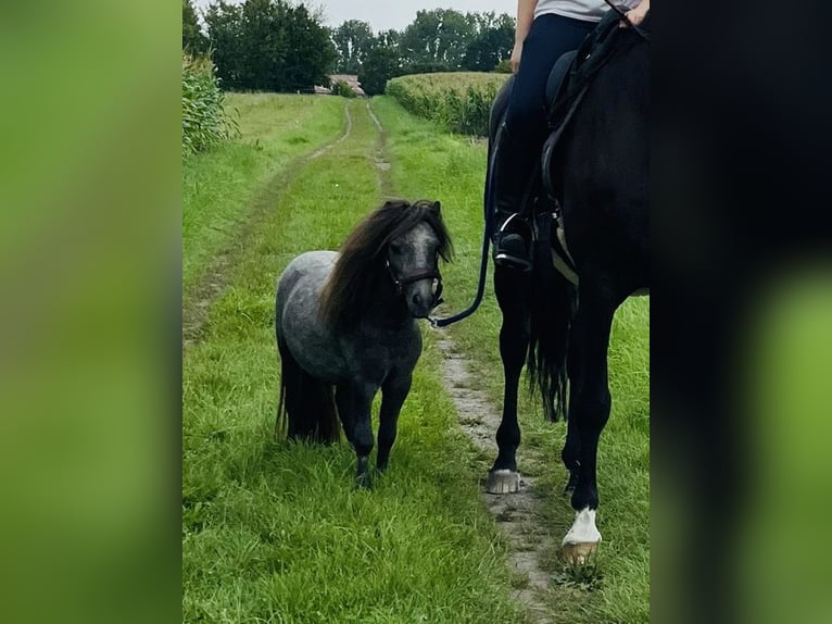 Hannover Castrone 14 Anni 166 cm Morello in WunstorfWunstorf