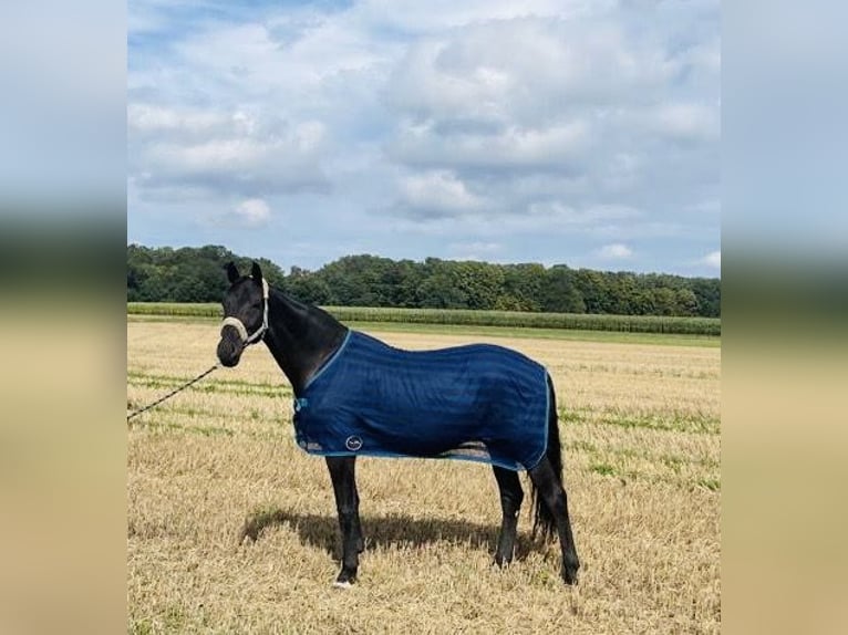 Hannover Castrone 14 Anni 166 cm Morello in WunstorfWunstorf