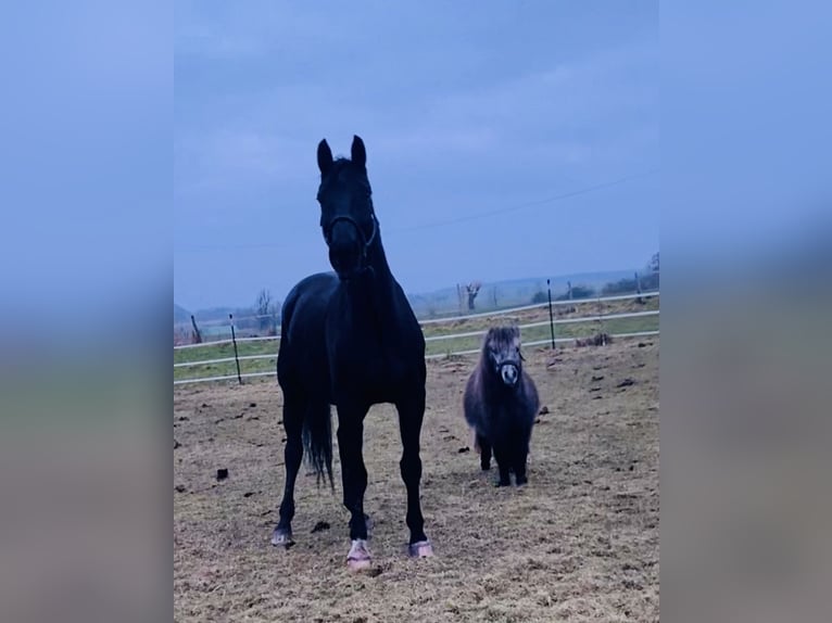 Hannover Castrone 14 Anni 166 cm Morello in WunstorfWunstorf