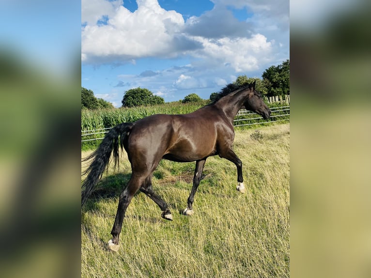 Hannover Castrone 14 Anni 166 cm Morello in WunstorfWunstorf