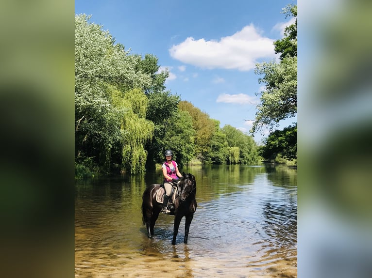 Hannover Castrone 14 Anni 166 cm Morello in WunstorfWunstorf
