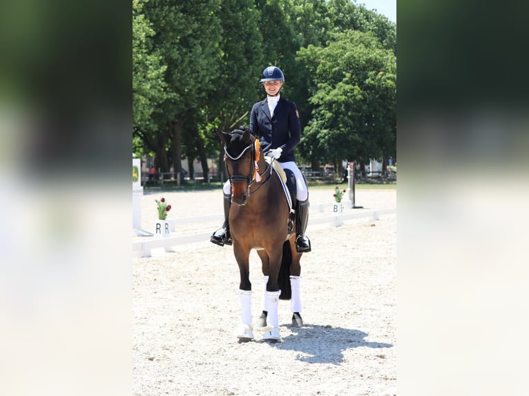 Hannover Castrone 14 Anni 168 cm Baio scuro in Maxdorf