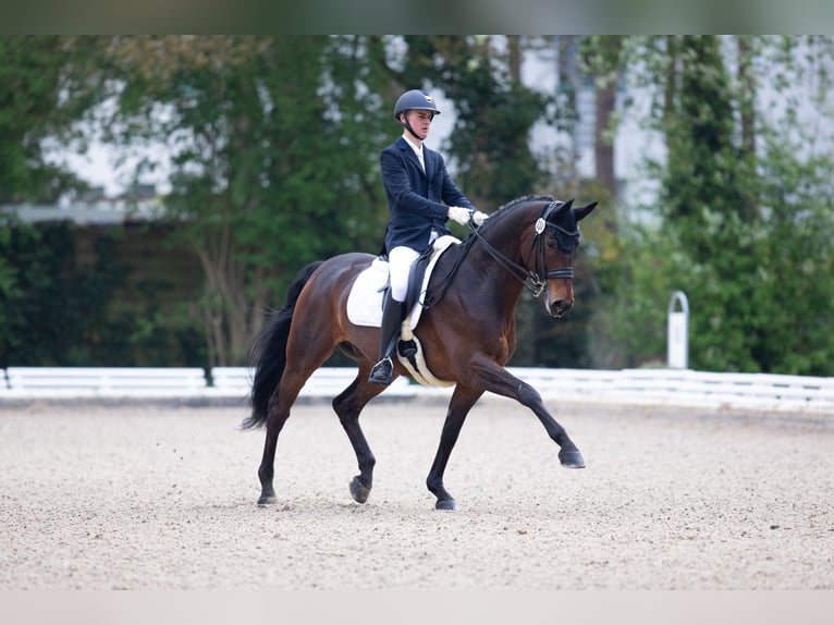 Hannover Castrone 14 Anni 168 cm Baio scuro in Maxdorf