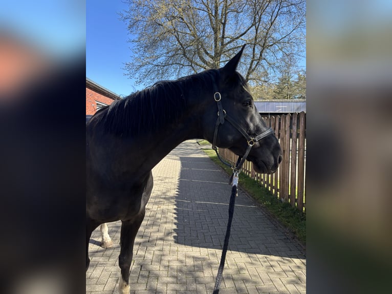 Hannover Castrone 14 Anni 168 cm Morello in Wesel